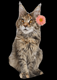 Kunzargo cat cats mainecoon mainecoons GIF