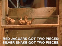 legends of the hidden temple nicksplat GIF