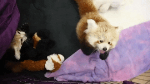 Come Here Red Panda GIF by Zoo Knoxville