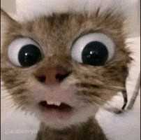 Shocked Cat GIF