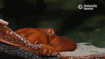 giant pacific octopus GIF by Monterey Bay Aquarium