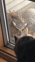Cat Guards House as Owl Stares Through Window