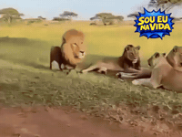 Lion Running Away GIF by Sou Eu Na Vida
