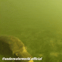 Fish Fishing GIF
