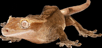 ACReptileRescue acrr GIF