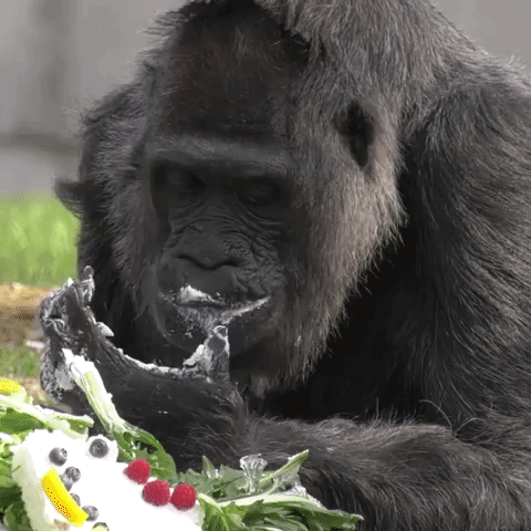 Storyful-271146-Worlds_Oldest_Gorilla_Celebrates_6