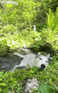 Husky Cools Off In Mountain Stream GIF by ViralHog