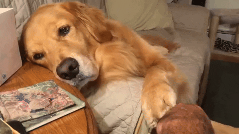 cuteanimalland giphyupload GIF