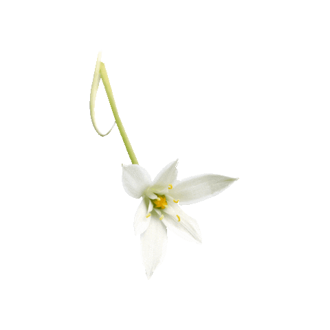 Flower Sticker by noctis
