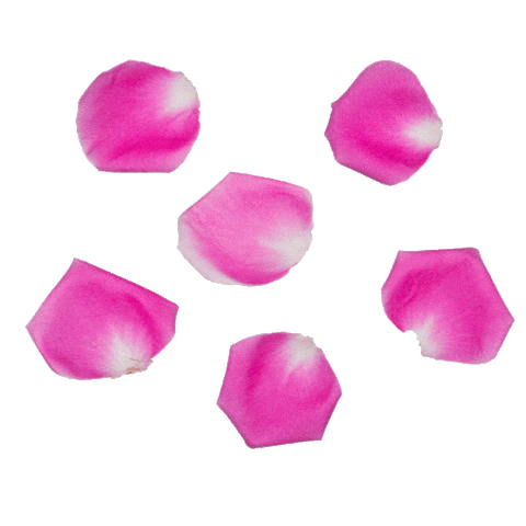 giphy.gif
