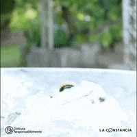 SantaCruz1906 beer bottle cerveza santa cruz GIF
