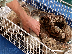 kateward66d3 giphyupload GIF