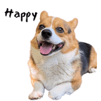 Milo_SiliconValley happy dog corgi sitting Sticker