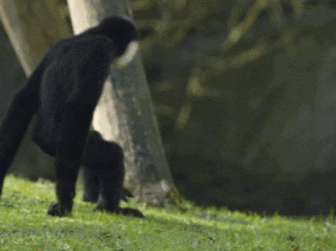 Wildlife gif. We see a monkey walk on it's knuckles and feet, and then another monkey comes into frame, and the two hug, wrapping their arms completely around each other. 