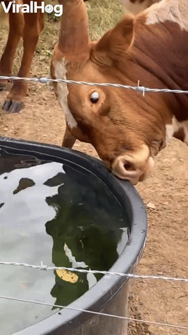 Texas Longhorn Trying to Look at its Reflection