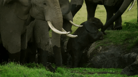 Serengeti GIF by Discovery