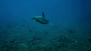 Surfing Hawaii GIF