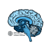 Art Illustration Sticker by Center for BrainHealth