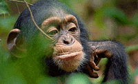 monkey GIF