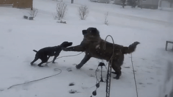 Blizzard of Paws: Upstate New York Dogs Have a Blast in Snowstorm