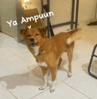 Dog Ya Ampun GIF