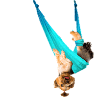 dog yoga Sticker by Puppies Make Me Happy