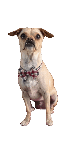 Waffle The Dog Sticker by Bastian the Talking Terrier