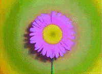 insomniacevents insomniac GIF