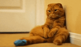 floor GIF
