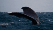 Whale GIF by Casa Zampa