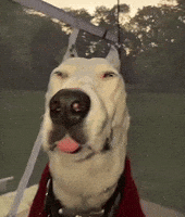 Dog Tongue GIF