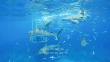 Surrounded By Sharks
