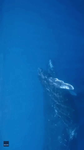 Diver Enjoys 'Amazing' Close-Up Experience With Whale and Calf