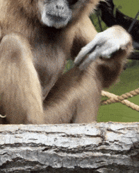 Look What GIF by Valley Zoo Development Society