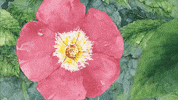 flowers GIF