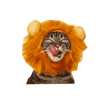 Cat Sticker