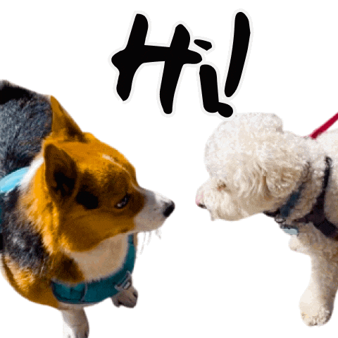 Corgi Hello Sticker