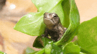 Bitch Frog