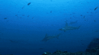 There Are Hammerheads Everywhere