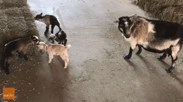 Baby Goat Finds New Mama After Being Rejected by Her Own