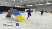 Hustling Espn GIF by American Kennel Club