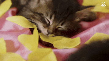 Sleeping Kitten