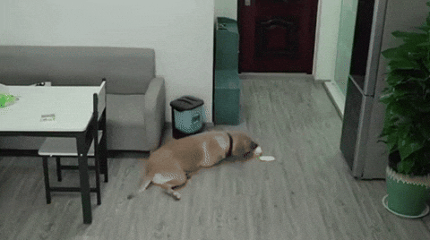 cuteanimalland giphyupload GIF