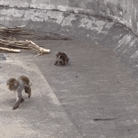 Japan Monkey GIF