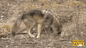 Wolf Rolling GIF by Brookfield Zoo