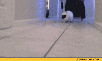 cat running GIF