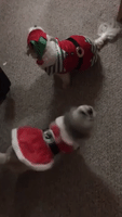 Dogs Get Some Christmas Cheer With Festive Costumes