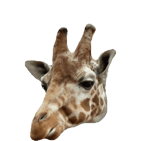 giraffe STICKER by imoji