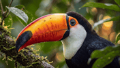 Wildlife Jungle GIF