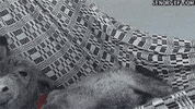 hammocks donkeys GIF by ViralHog